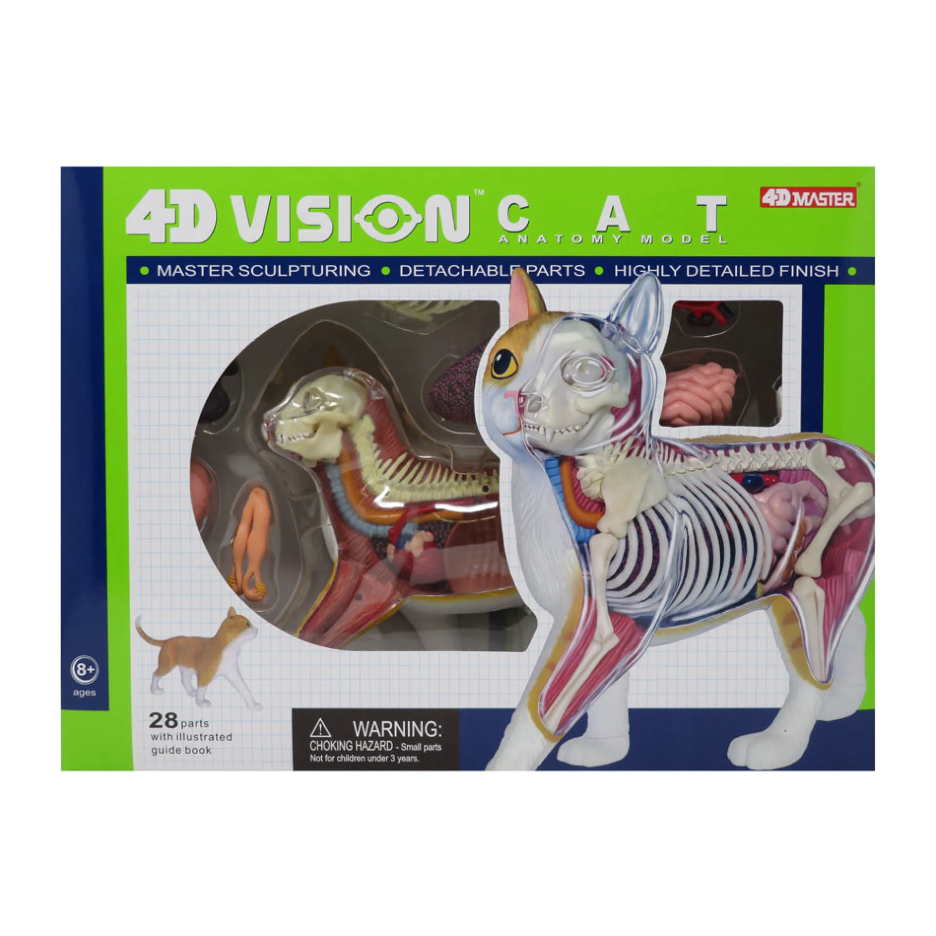 Be Good Company - 4D Vision Orange Cat Anatomy Model - Educational Toy
