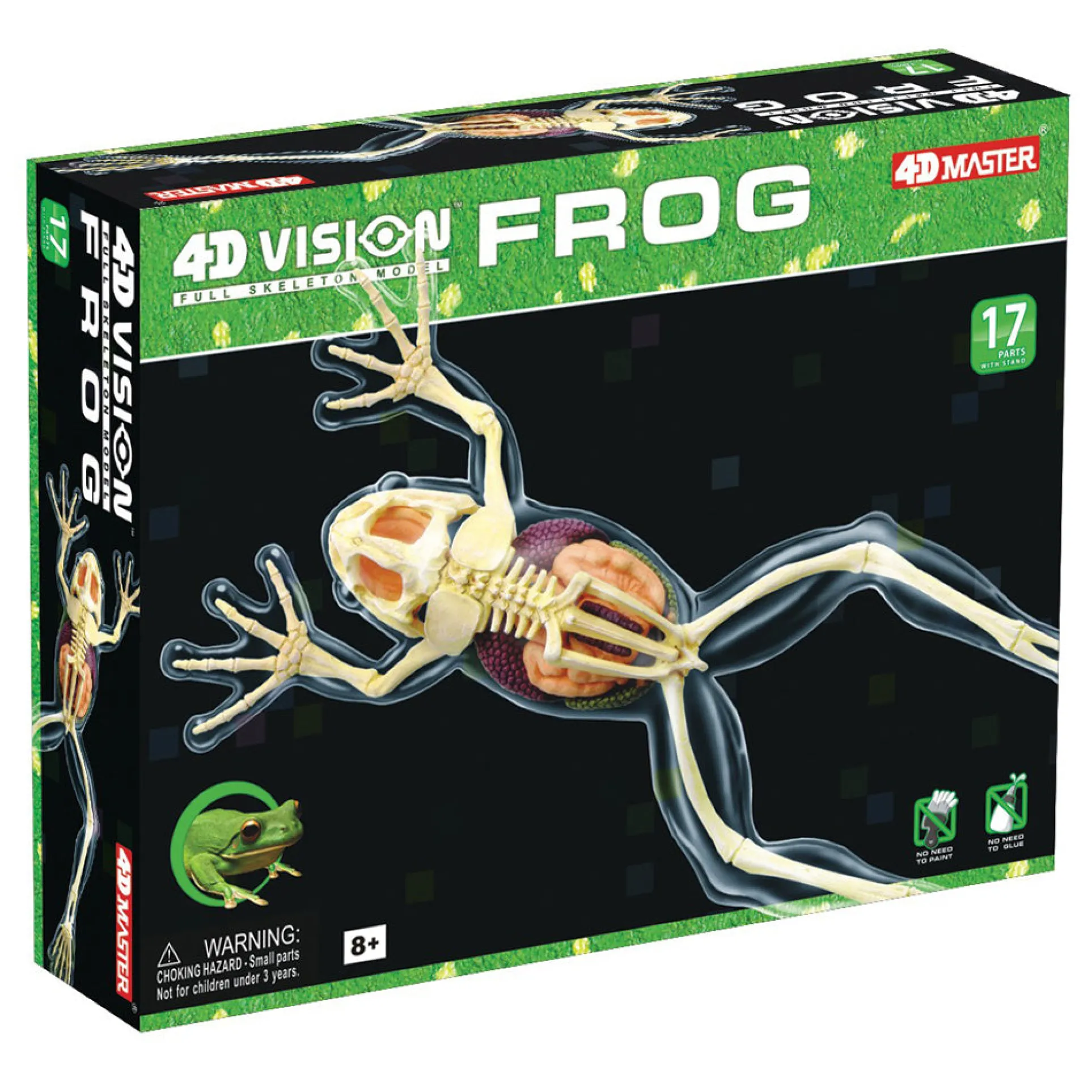 4D Master Full Skeleton Frog Model Anatomy Kit