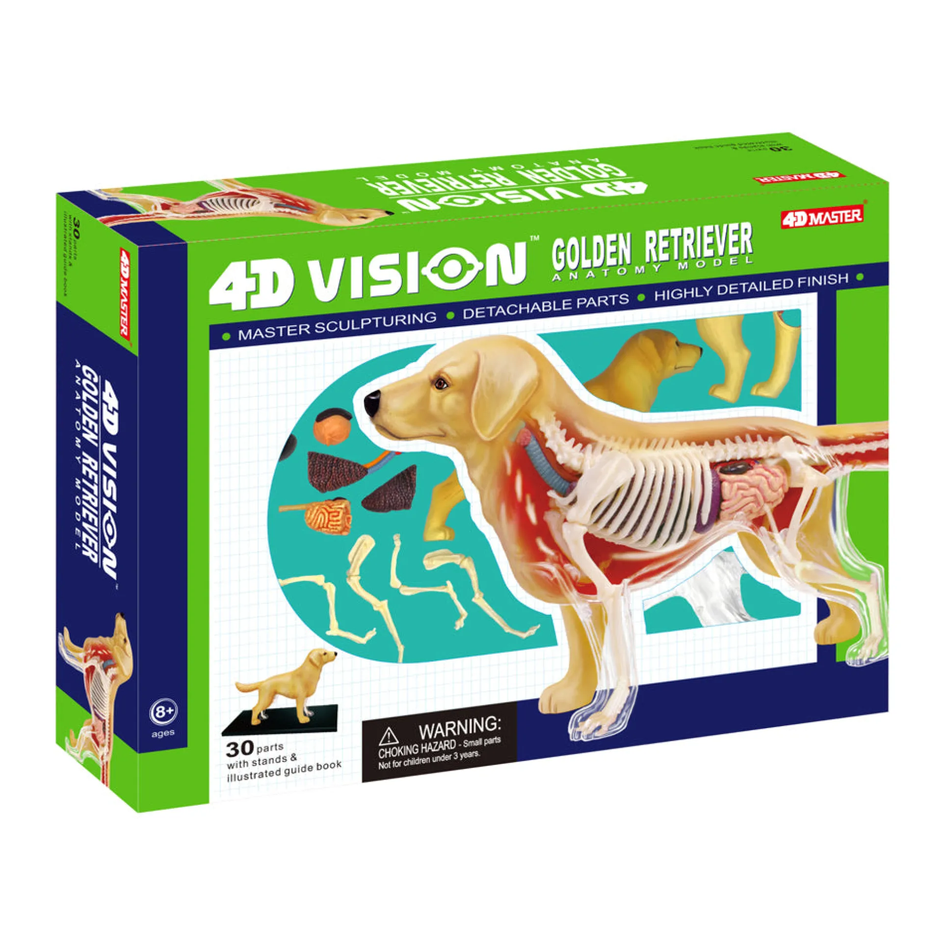 4D Master Golden Retriever Anatomy Model - Educational Toy
