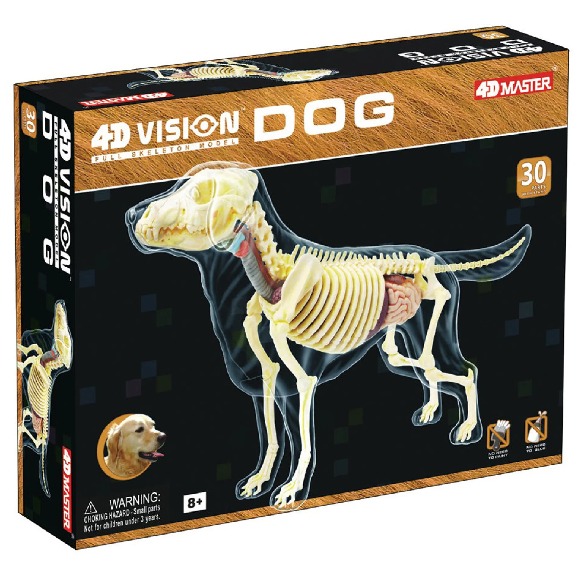 4D Master Vision - Full Skeleton Dog Model - Educational Anatomy Kit