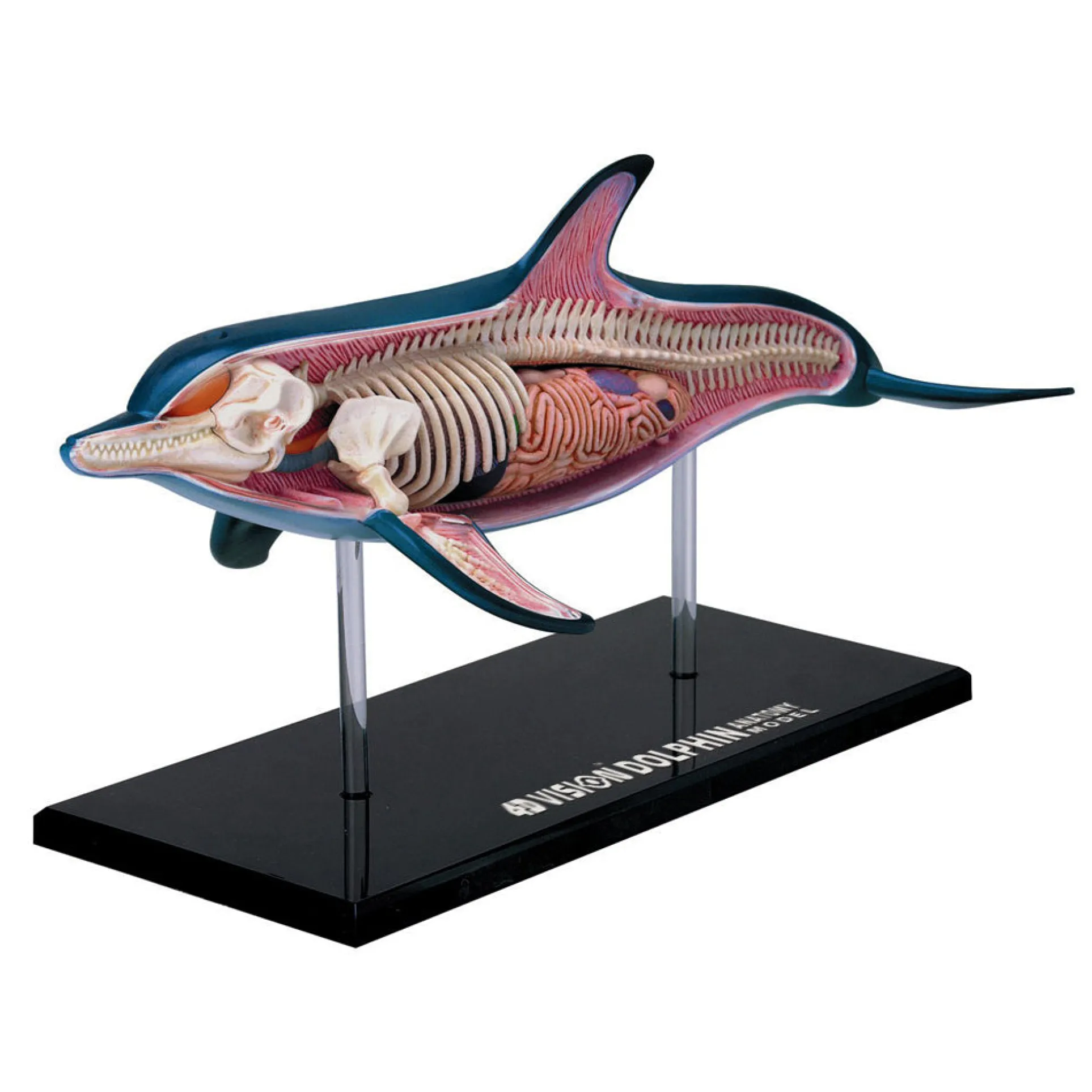 4D Master Vision Dolphin Anatomy Model - Educational Puzzle Toy