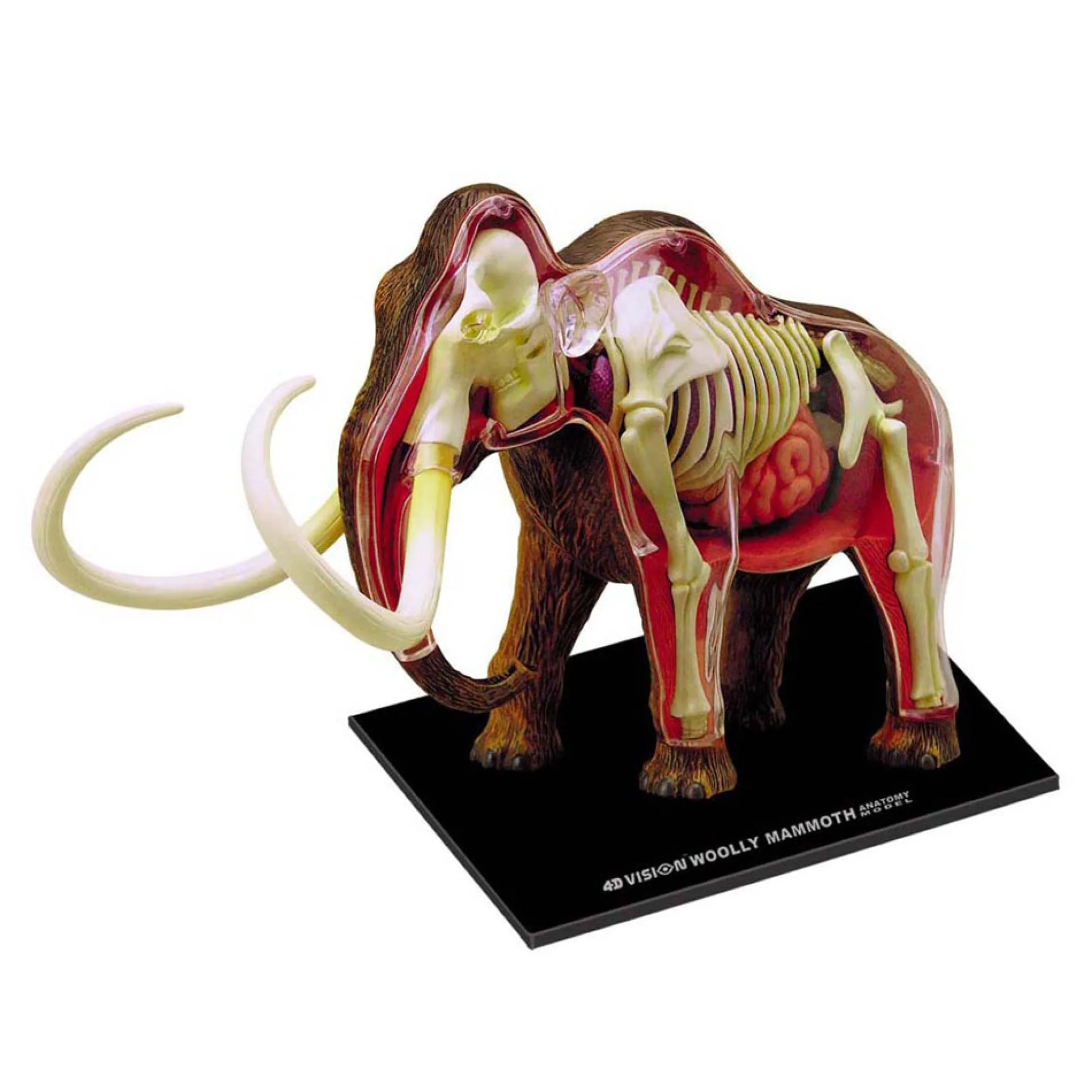 4D Master Wooly Mammoth Anatomy Model - Educational Science Toy