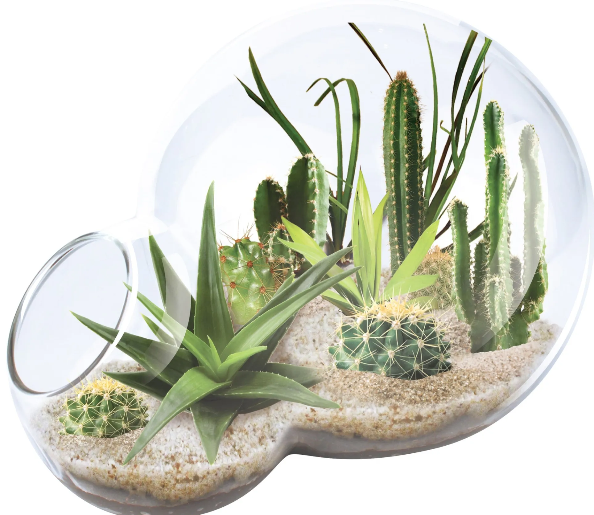 Desert Escape Growarium: Exquisite Miniature Desert Ecosystem