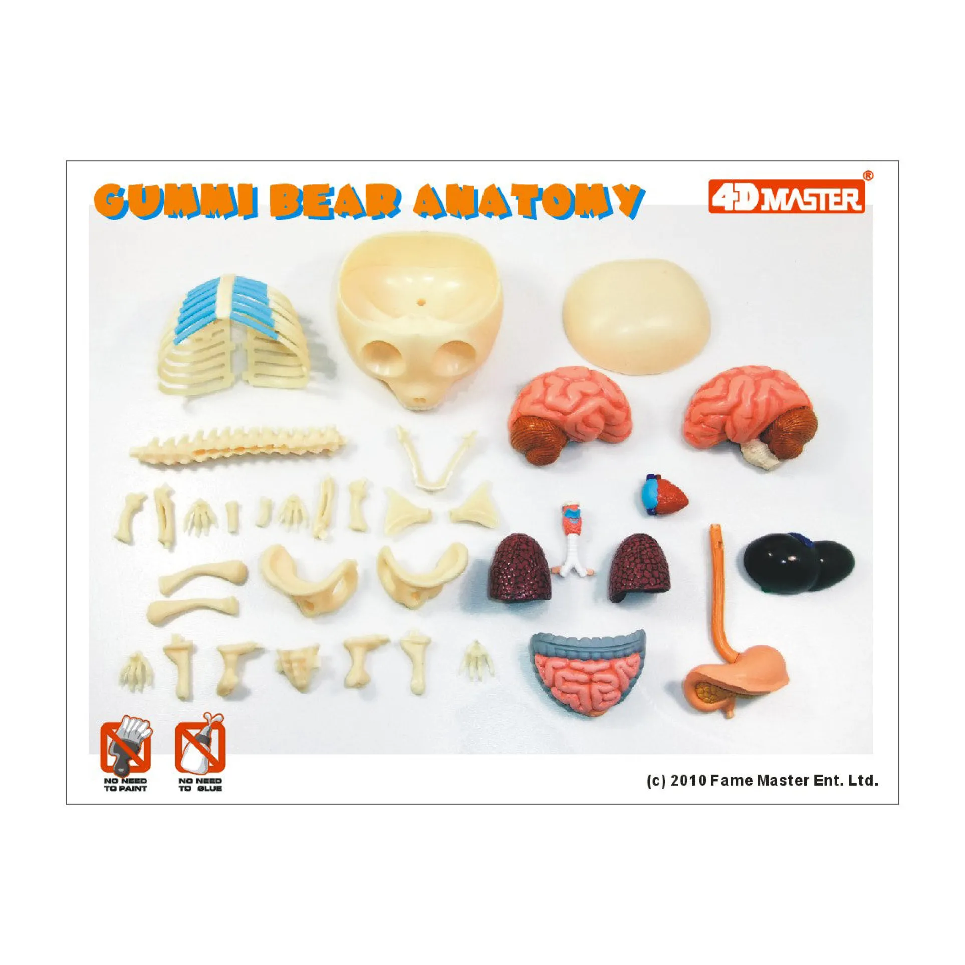 Jason Freeny Funny Anatomy Gummi Bear Model - Transparent Educational Toy