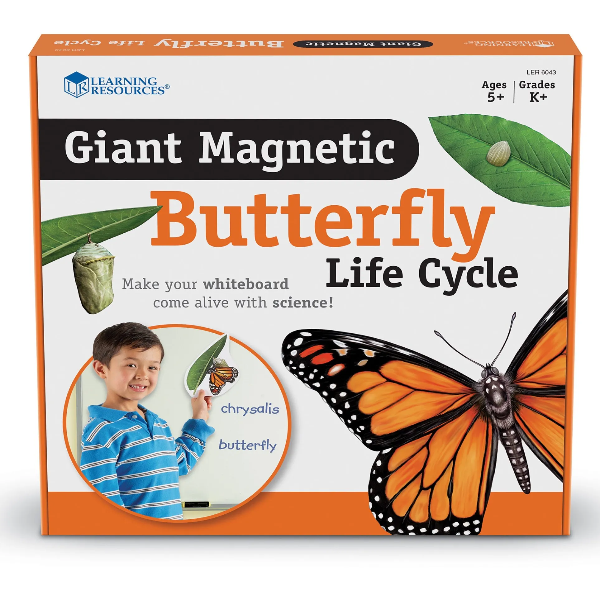 Learning Resources Giant Magnetic Butterfly Life Cycle - Interactive Set of 9
