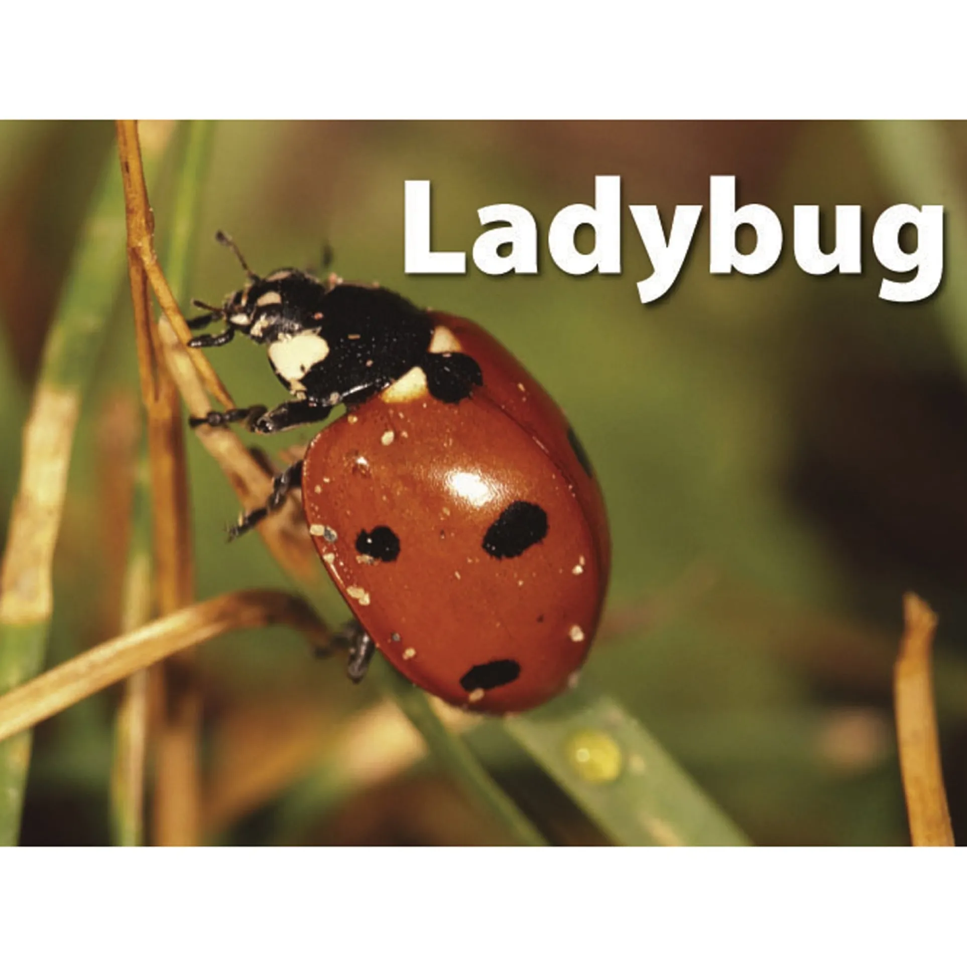 Stages Learning Materials - Memory Matching Game - Insects & Bugs - 3 Pack