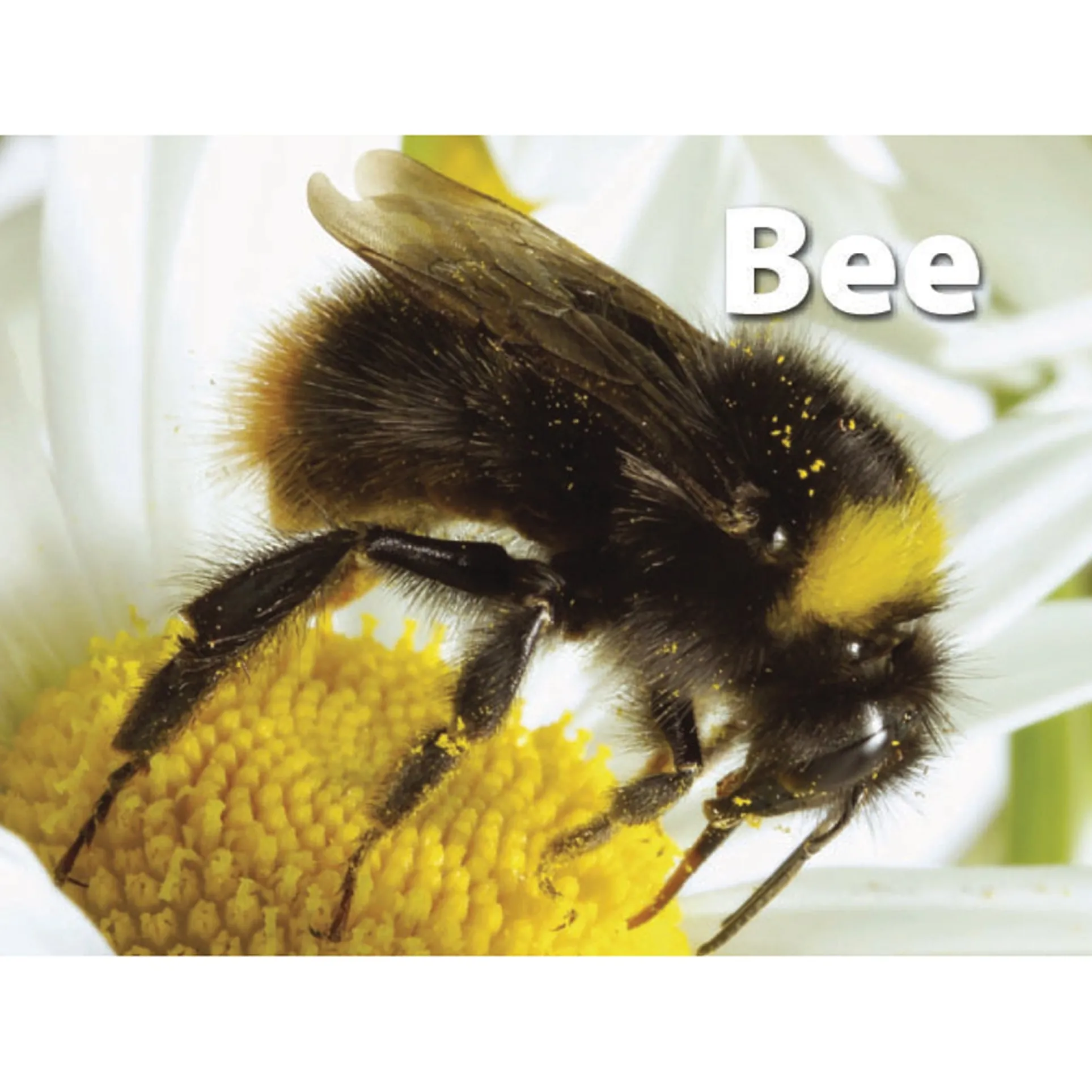 Stages Learning Materials - Memory Matching Game - Insects & Bugs - 3 Pack