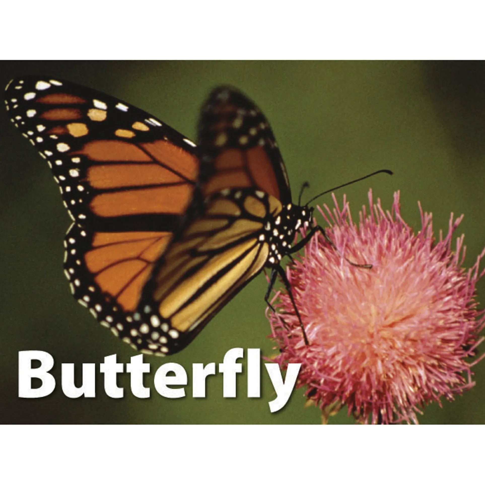 Stages Learning Materials - Memory Matching Game - Insects & Bugs - 3 Pack