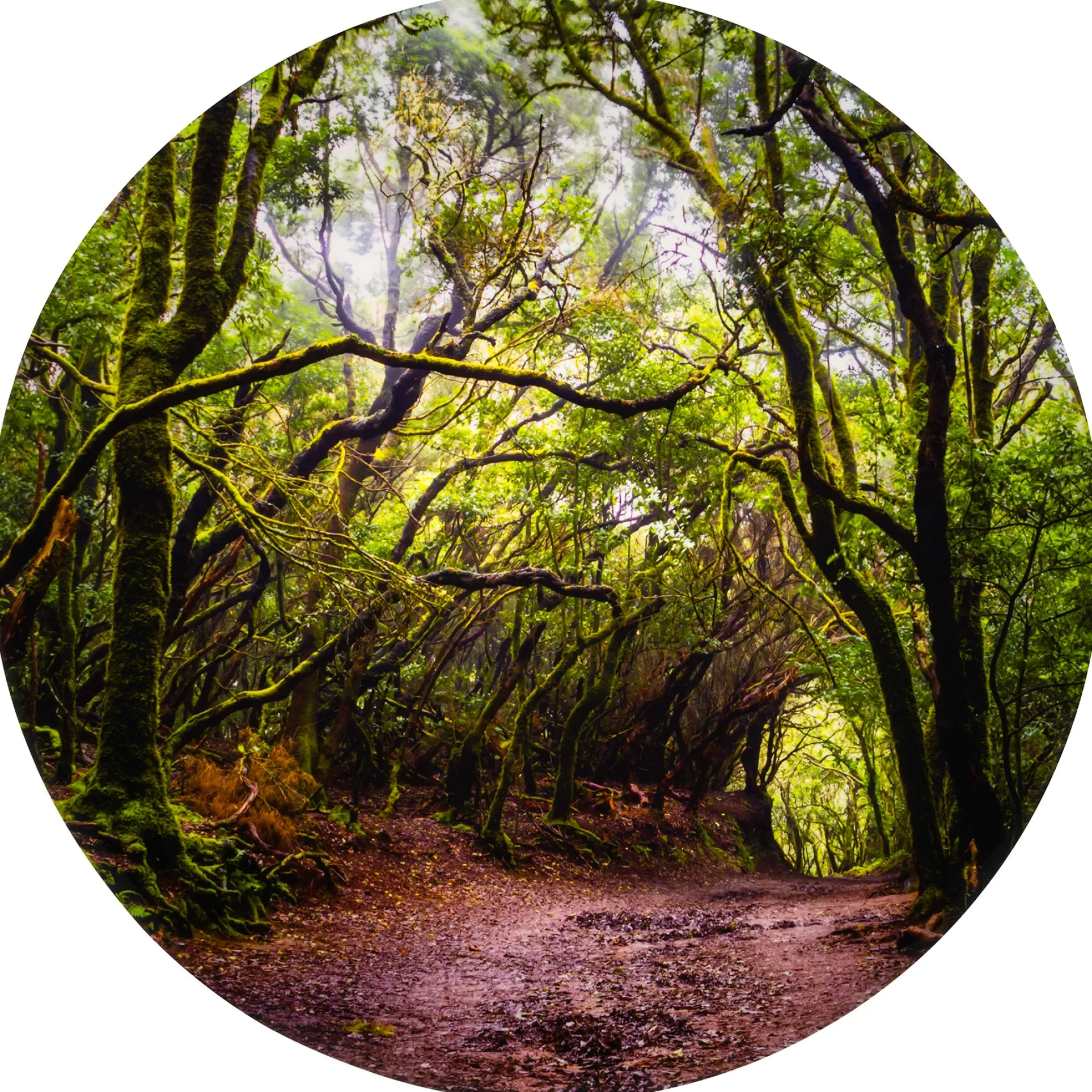 TickiT Forest Discovery Play Mat - Enchanted Woodland Theme