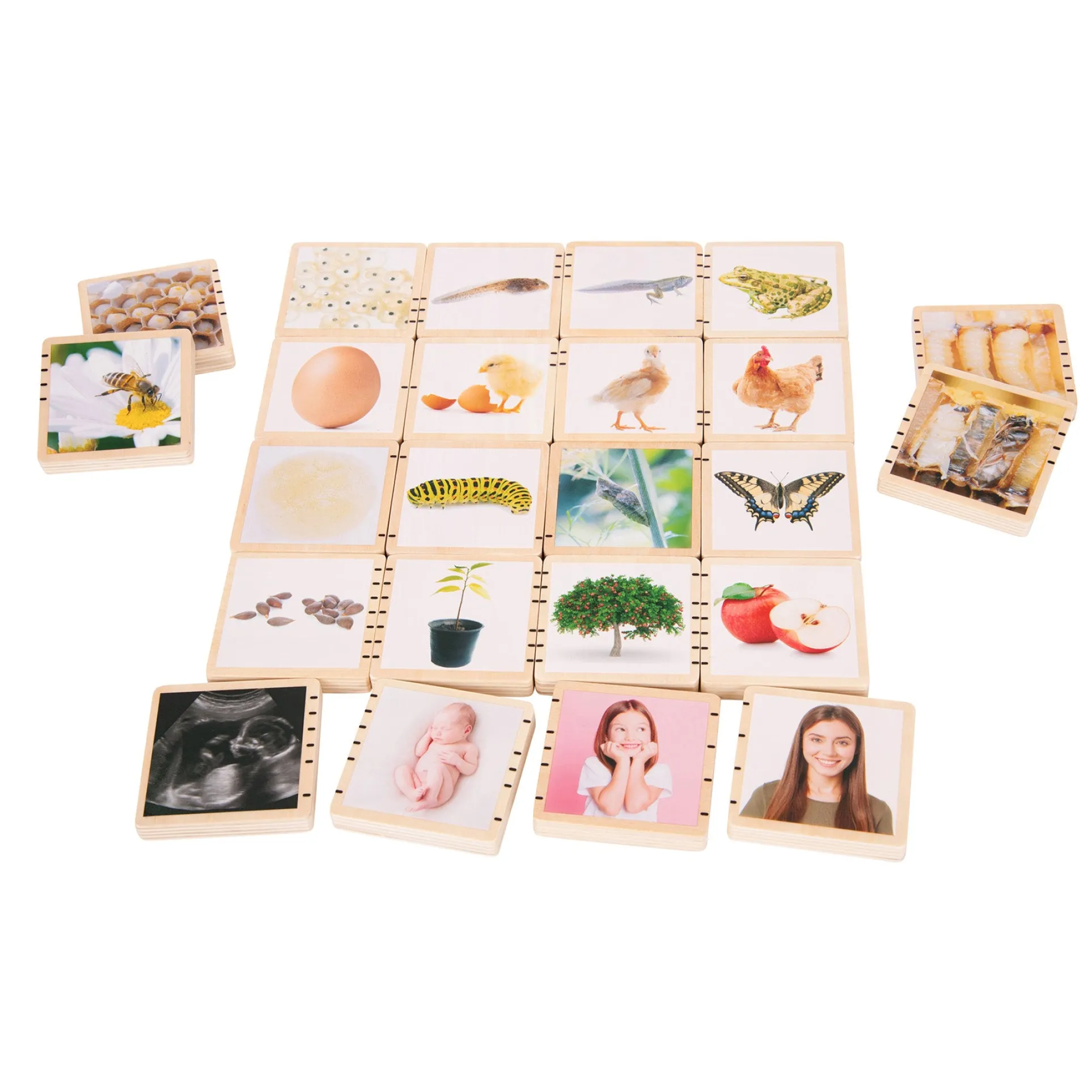 TickiT Wooden Lifecycle Exploration Tiles - Interactive Learning Set