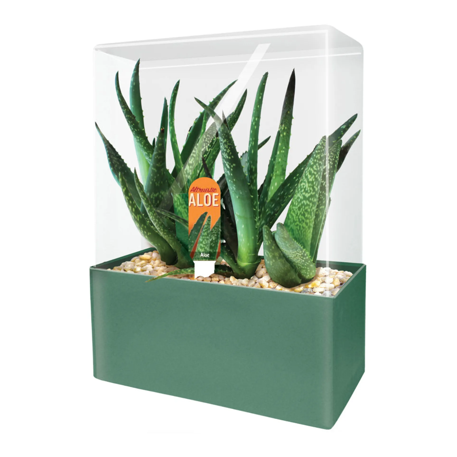 Unique Gardener Altruistic Aloe Seed Square Terrarium Kit