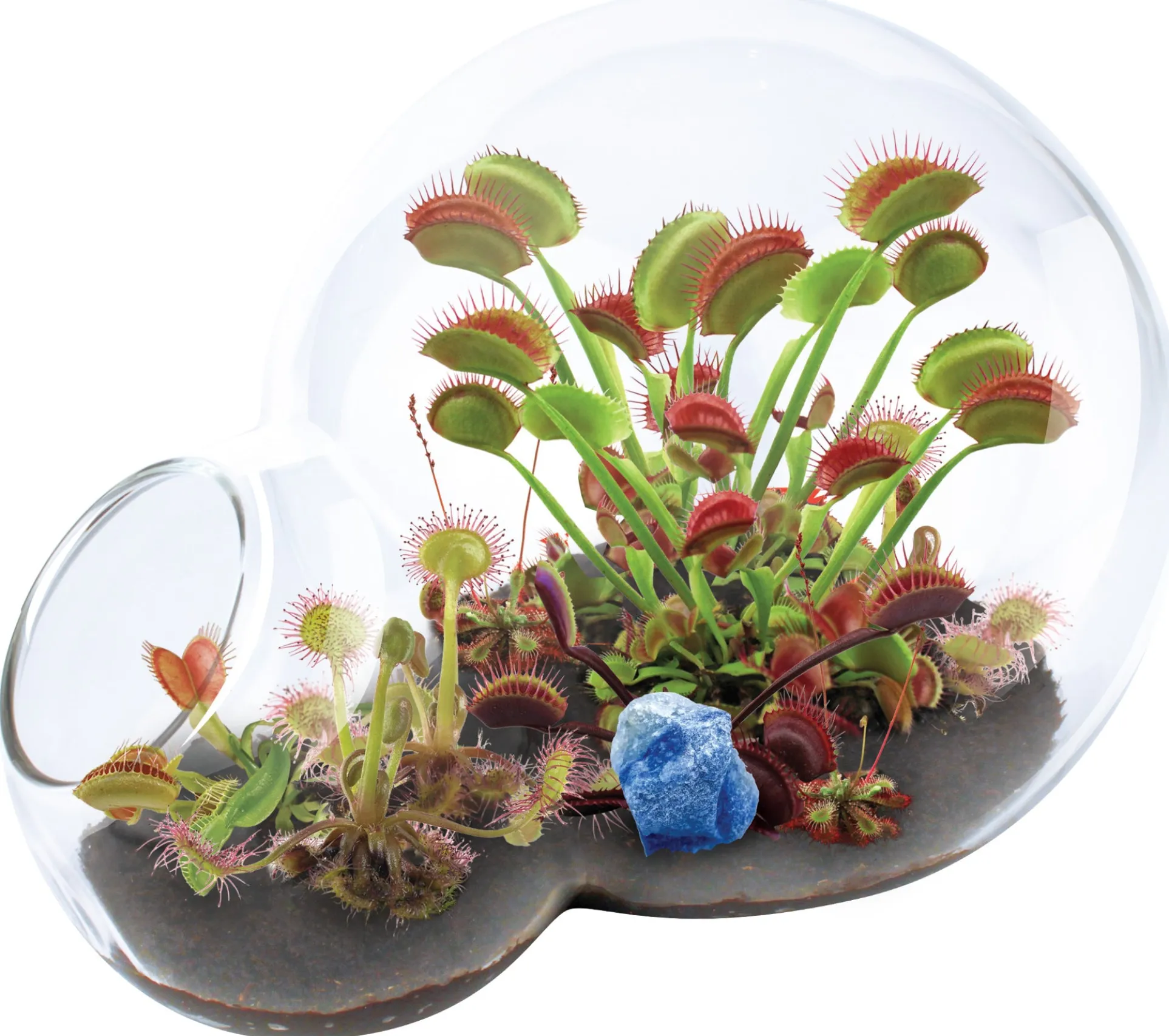 Unique Gardener Double Sphere Carnivorous Plant Terrarium Kit