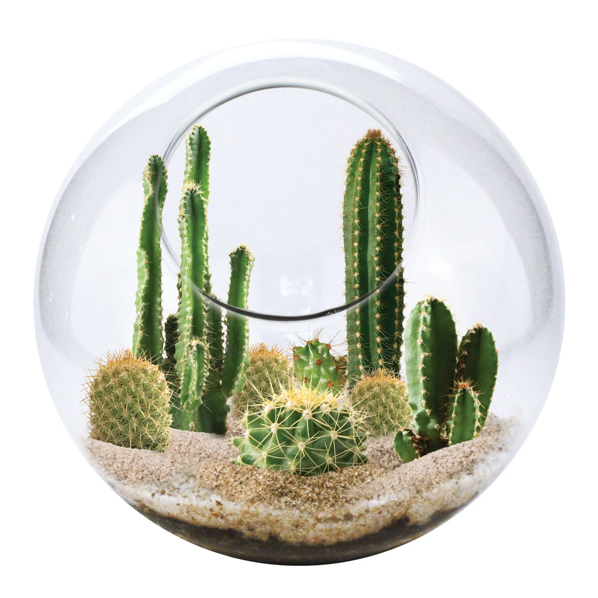 Unique Gardener Mini Desert Glass Terrarium Kit - Wild West Cactus Edition