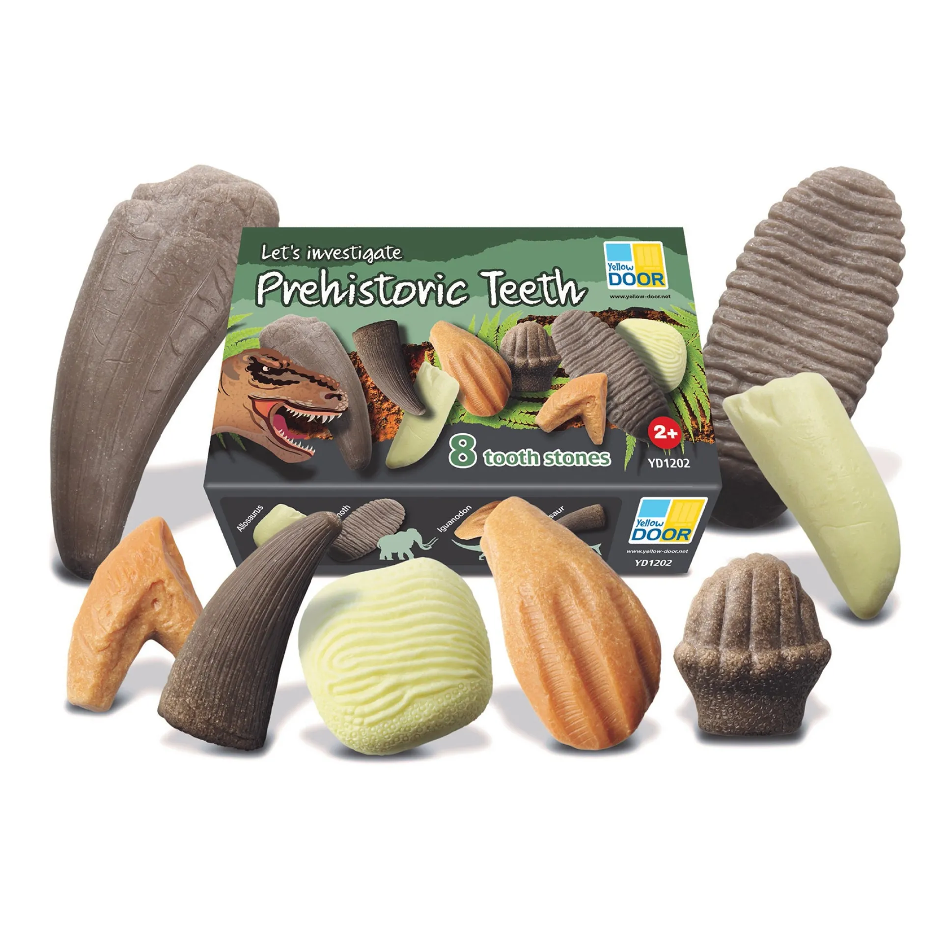 Yellow Door Let's Investigate - Prehistoric Teeth Discovery Set of 8